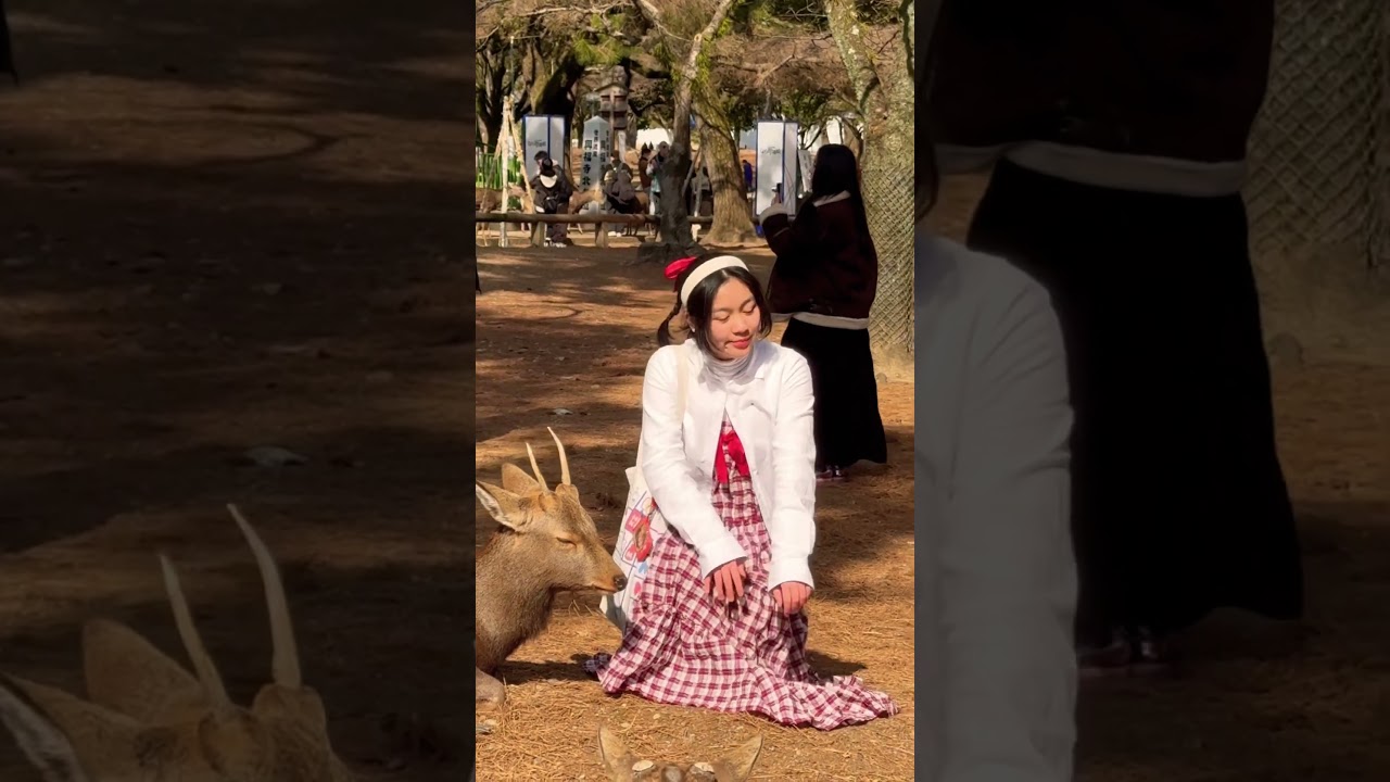 しかのこのこのここしたんたん🦌奈良公園
