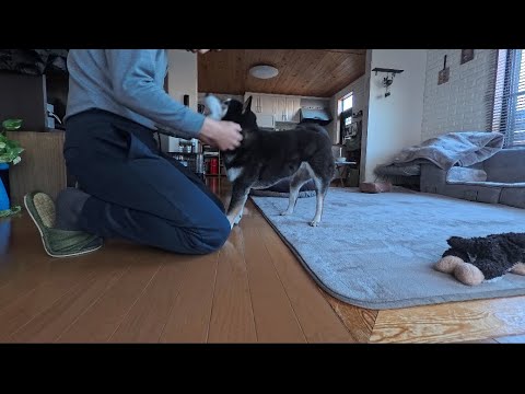 きっとしつこいなぁと思っている柴犬.. ただいま、おかえり、どっちなのよ？