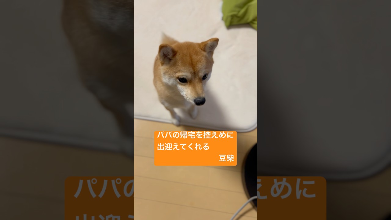 控えめにパパの帰宅を出迎えてくれるクルミ🥰🥰 #しばいぬ#まめしば#豆柴#shibainu#mameshiba#まめしばのいる暮らし#dog#豆柴クルミ#クルミ#癒し#shorts