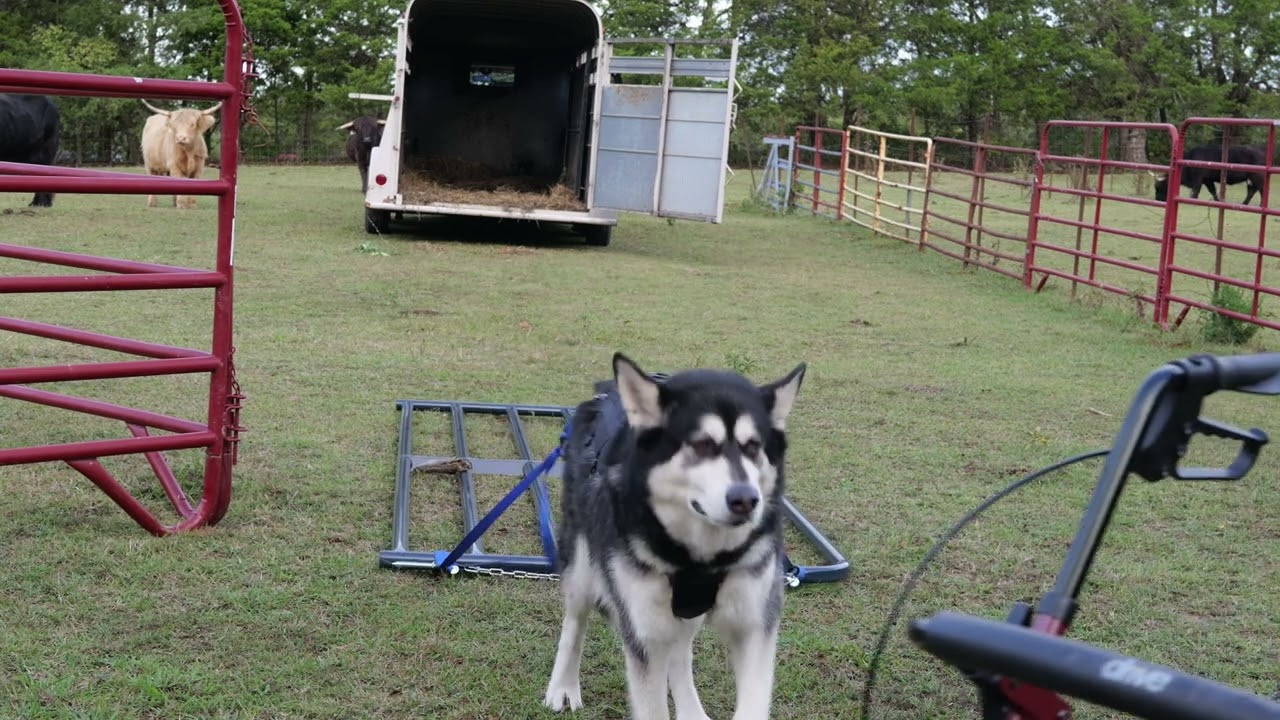 Munchkin Pulling the New Gate