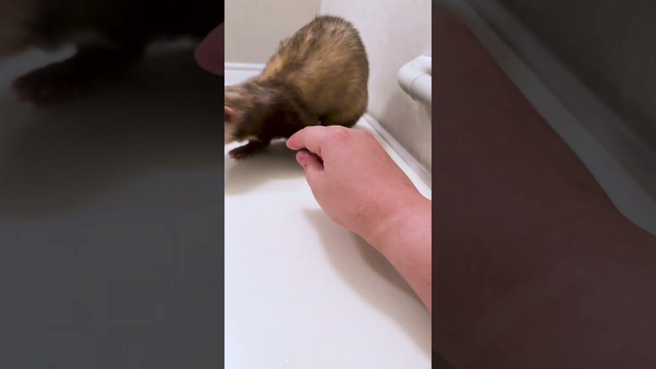 【動物】お風呂だよ！全員集合～イタズラ大好きフェレットのお風呂大冒険?!「猫が1匹足りませんけどね」
