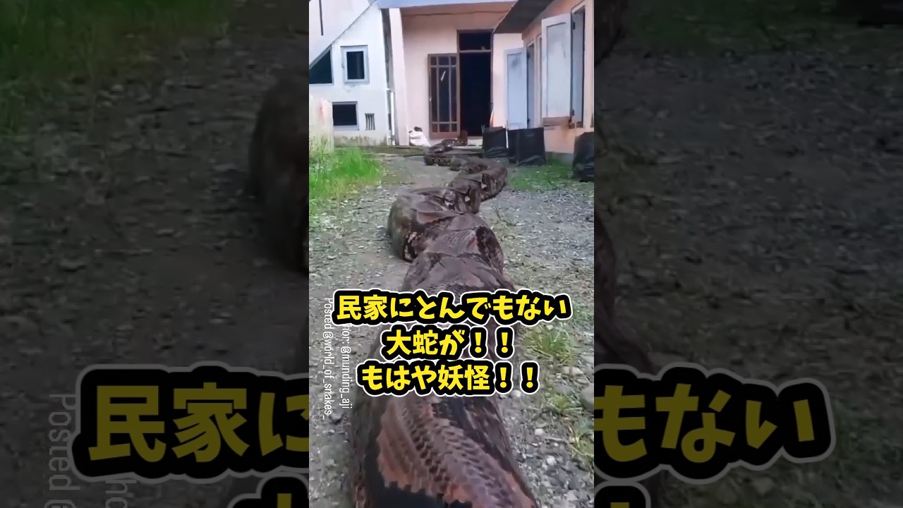ヘビさんの動画見て笑ったら寝ろwww　#動物　#笑える　#おもしろ動画