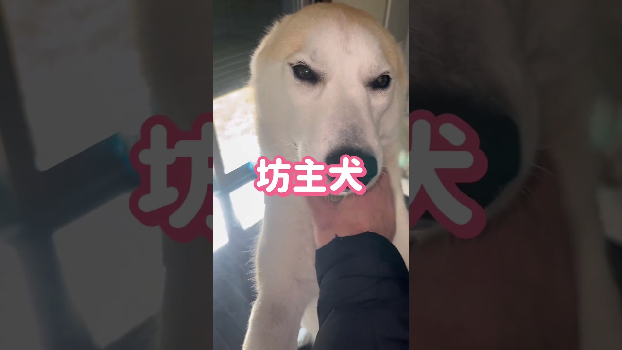 坊主犬　飛行機耳も度がすぎるとこうなります😆 #柴ハス #シベリアンハスキー #柴犬 #柴リアンハスキー  #坊主 #さくら #飛行機耳  #ただいま #おかえり