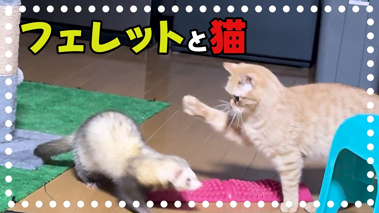 【フェレットと猫】トムとジェリーのような仲良しな2匹