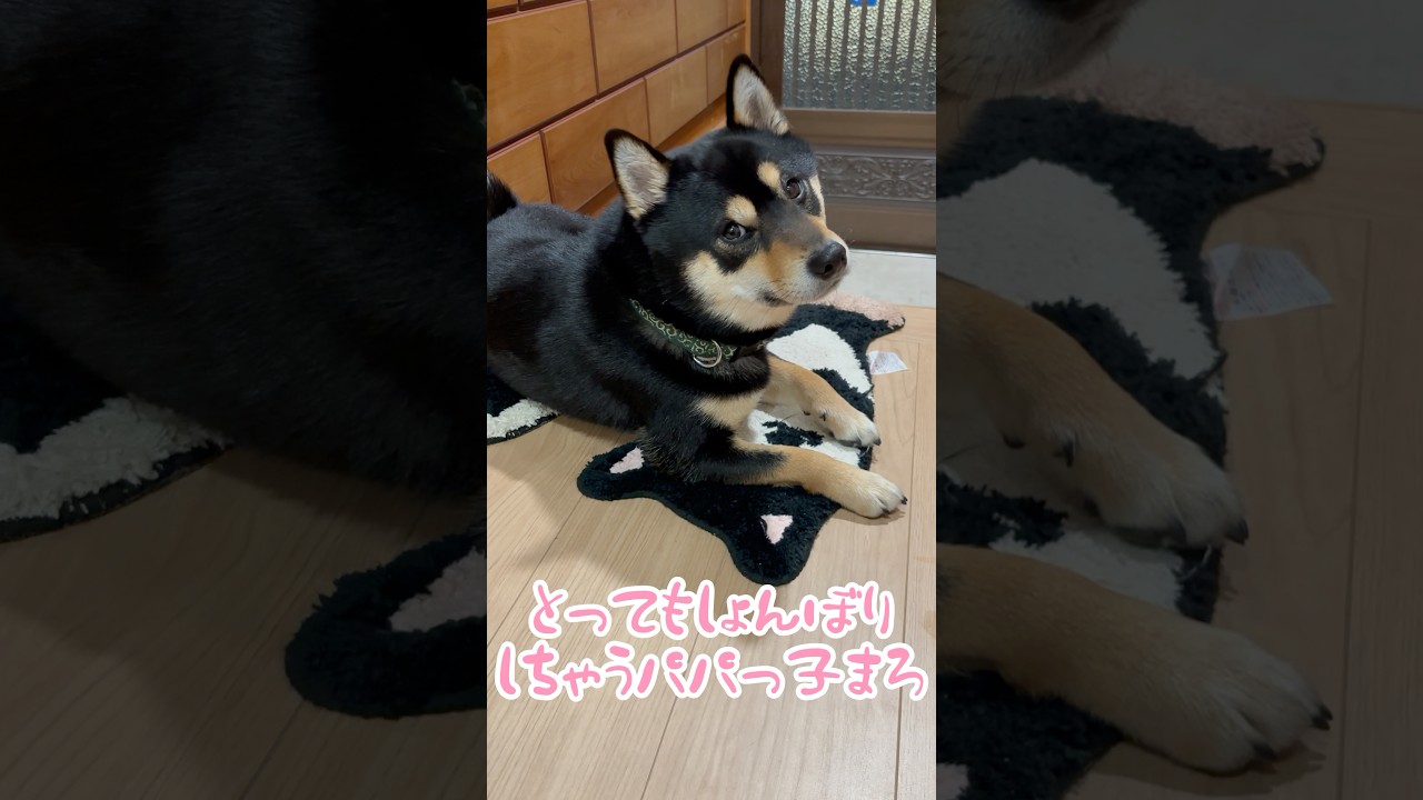 パパの帰りが遅いと玄関で待ってる、まろ。#黒柴#柴犬#shiba#shibainu