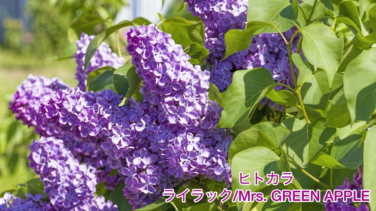 【ヒトカラ】ライラック/Mrs. GREEN APPLE