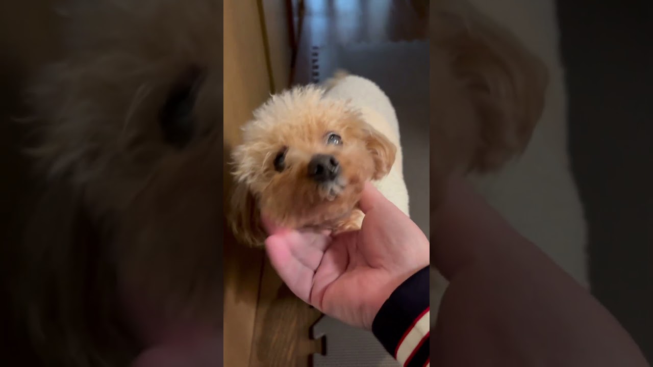 今日の【おかえり】ただいまクッキーさん#トイプードル#かわいい #dog#cute #Hund#süß #कुत्ता#प्यारा #anjing#imut # 개 # 귀여운
