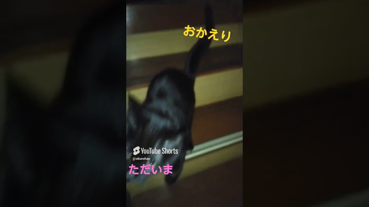 おかえりスイートホームただいま　#黒猫　#おかえり #ただいま #絢香