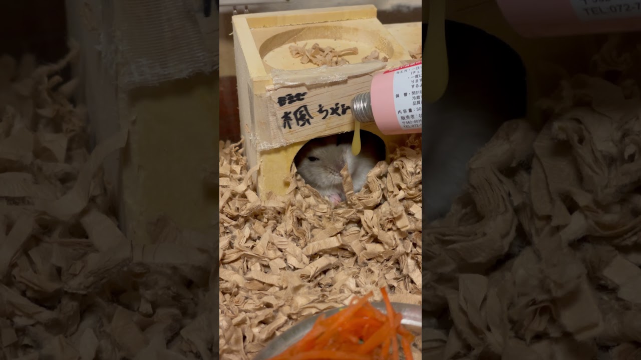 小さいママハムスター。#楓ちゃん🍁 #Acer  #shorts