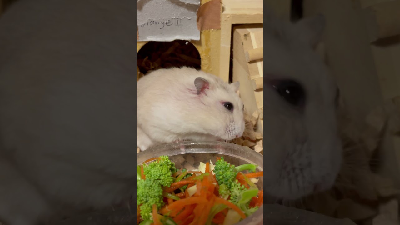 私は彼氏ハムスター募集中。#オレンジちゃん2号🍊 #OrangeⅡ  #shorts