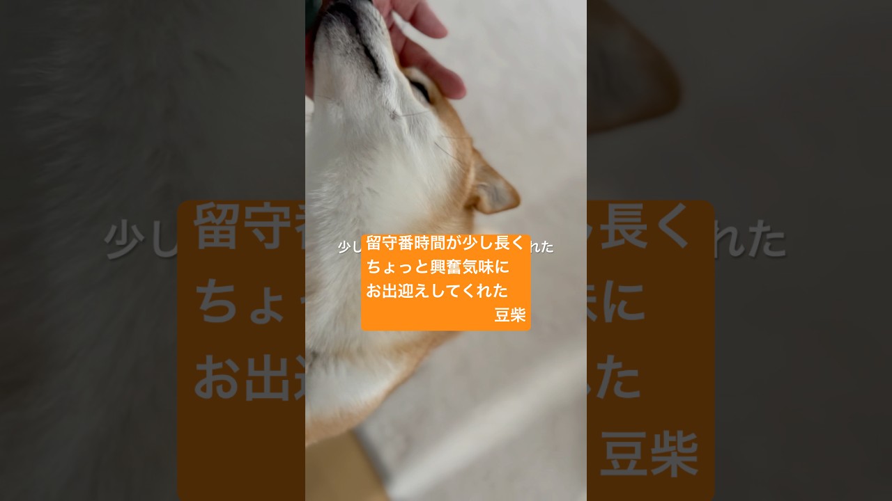 留守番が長く少し興奮気味でお出迎えするクルミ🥰🥰 #しばいぬ#まめしば#豆柴#shibainu#mameshiba#まめしばのいる暮らし#dog#豆柴クルミ#クルミ#癒し#shorts#しば