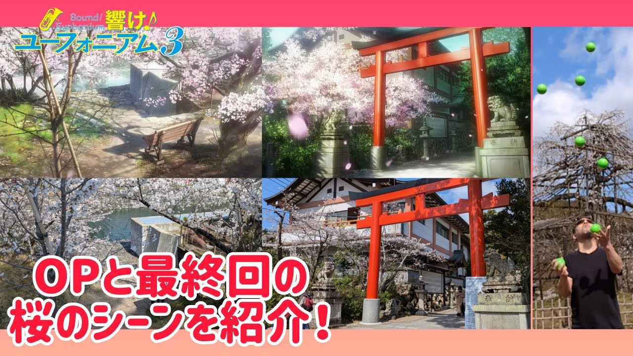 1年越しでようやく撮影！ 響け！ユーフォニアム3 地元民がOPと最終回(13話)の桜のシーンを紹介！ ついでに桜の前でジャグリング！