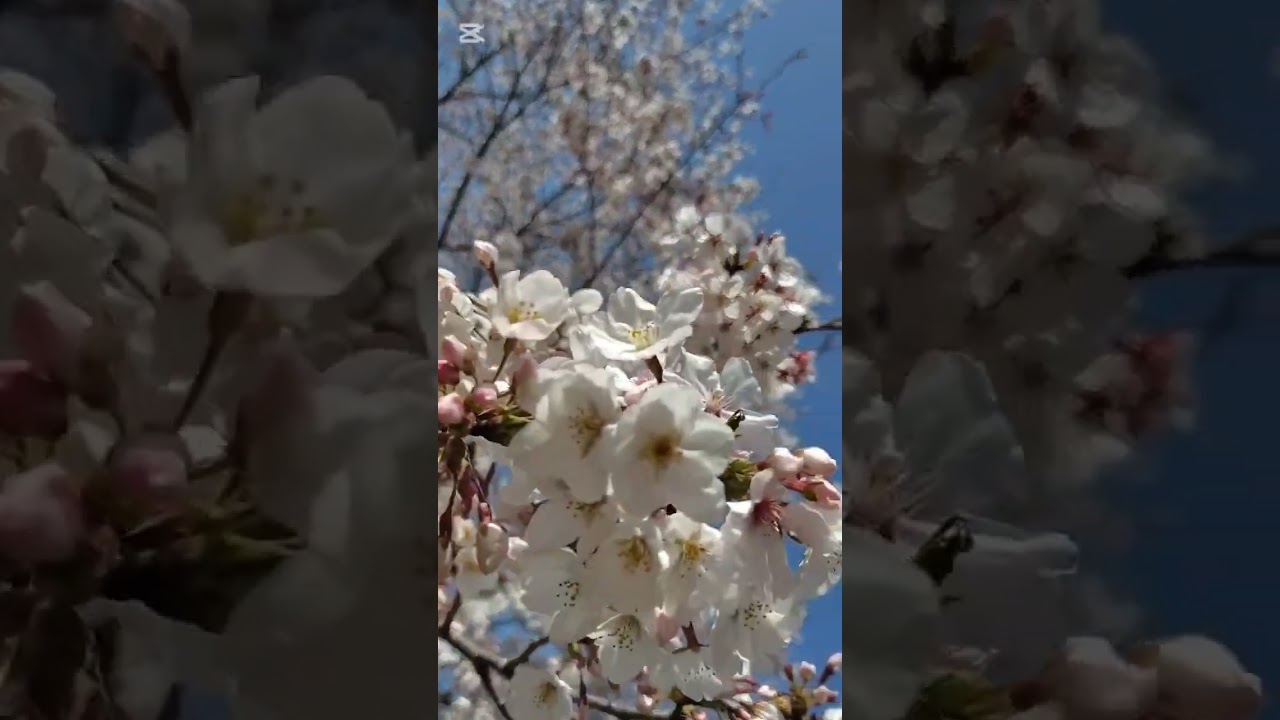 きちのすけ　新日本プロレス ドリラ・モロニー選手とお花見 2025年4月4日 VTuber