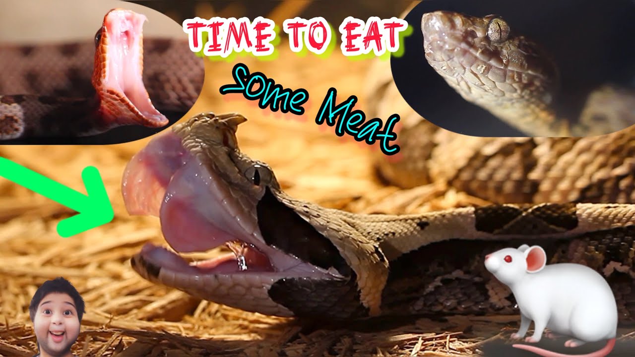 Fangs and Frozen Thawed Meat & Greet