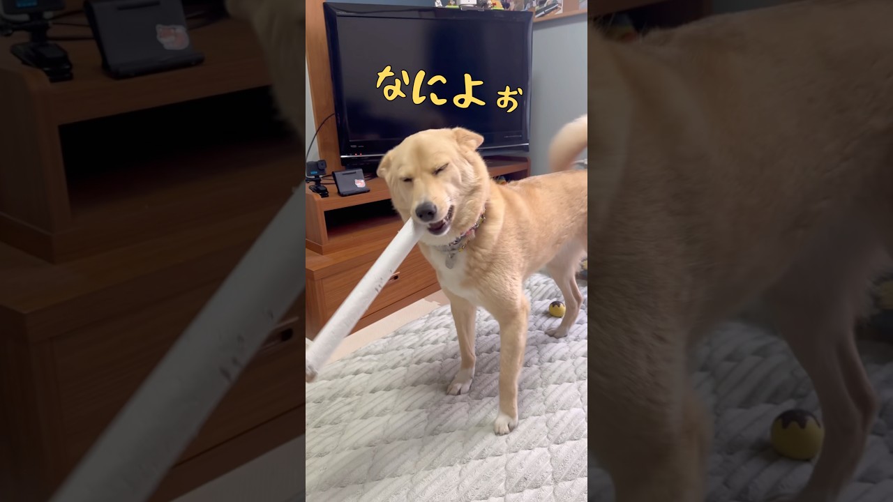うれしさ100倍な犬#ただいまとおかえり#ラップの芯#パンに恋するいぬ#憧れのランチ #保護犬と暮らす