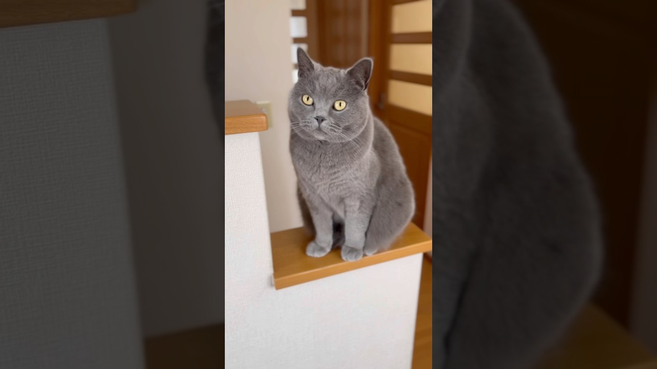 帰りを待っていた猫🐱（…と、信じたい）#shorts #ブリティッシュショートヘア #猫のいる暮らし #猫の日常 #ただいま #cat #銀太