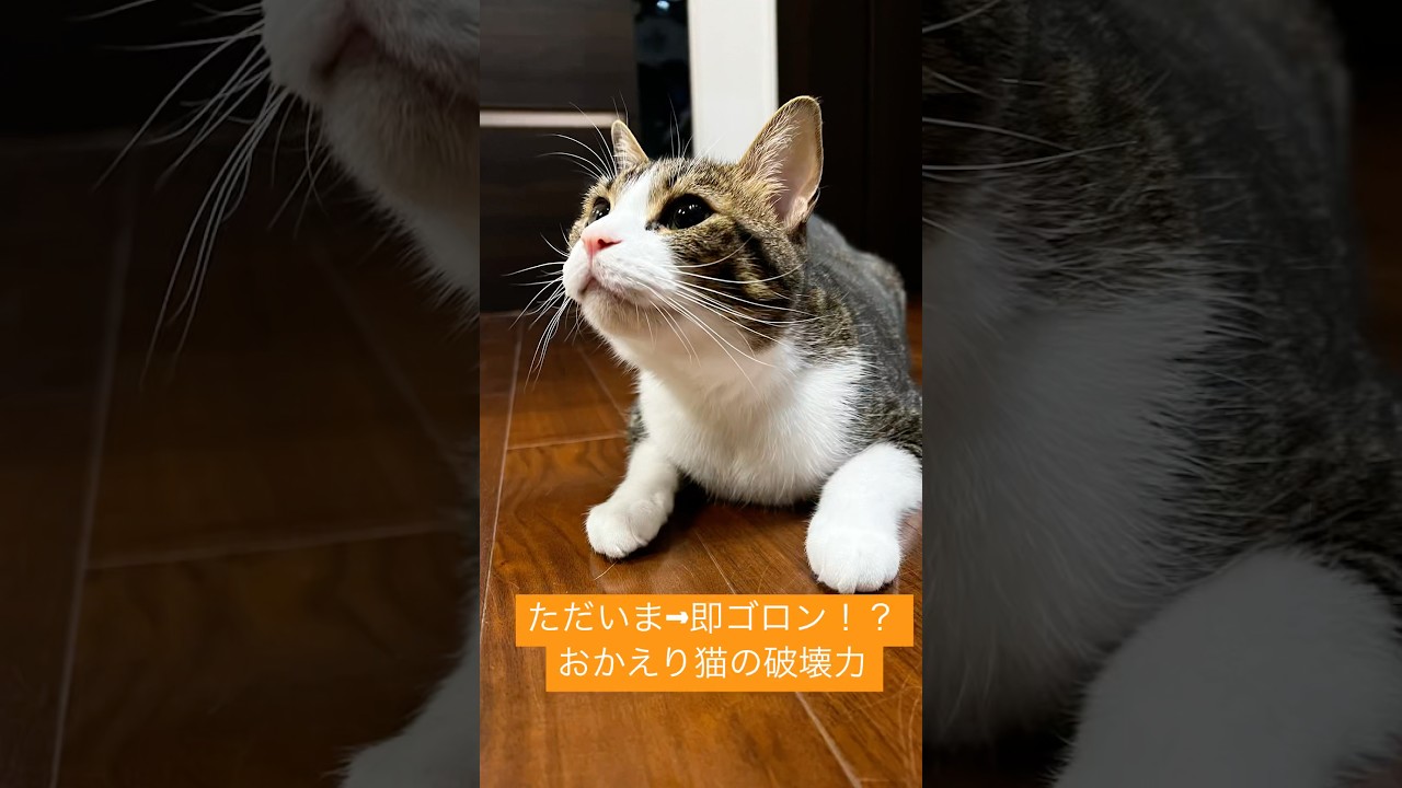 帰宅 → 足元スリスリ → ゴロン（尊死）ただいまって言っただけなのに…この甘え方、反則じゃない？ #猫 #尊死 #帰宅したらこれ #癒しタイム #甘えん坊猫 #猫のいる暮らし #おかえり