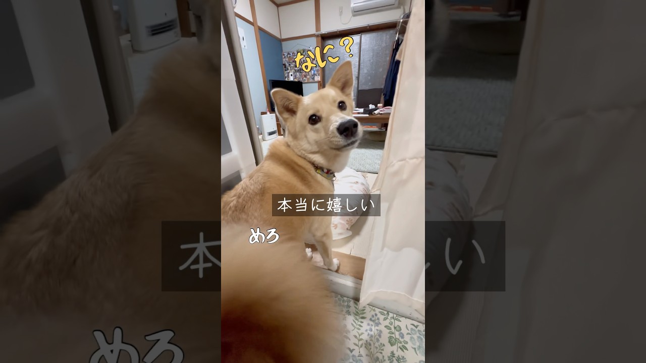 #ただいまとおかえり#ただいまが大好き#保護犬と暮らす