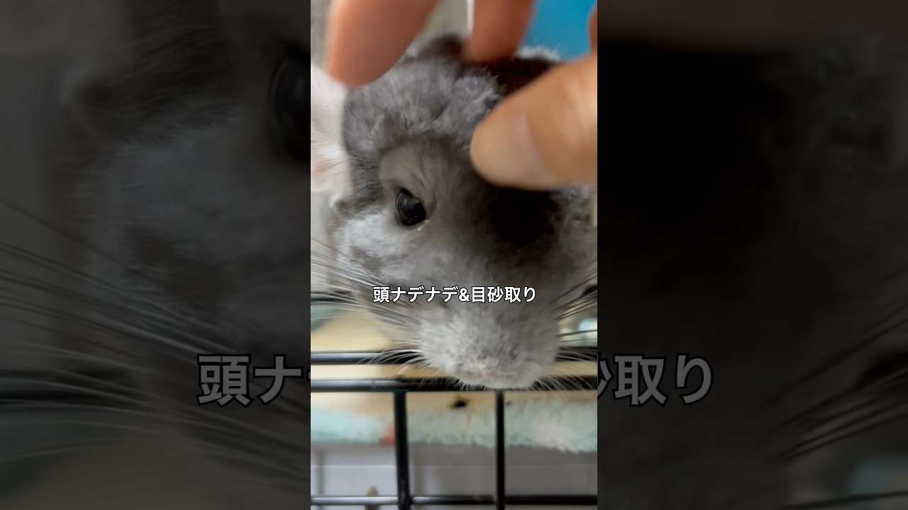【ただいま　おかえり】チンチラとの再会を喜ぶ飼い主と冷たいチンチラ＃chinchilla＃チンチラ＃shorts