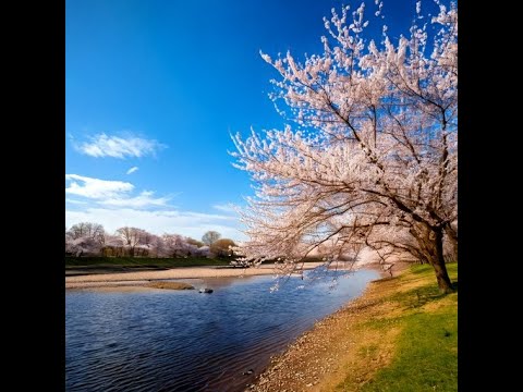 “ささやくように恋を唄う”に寄せて ─ イメージソング集(非公式・ファンメイド)