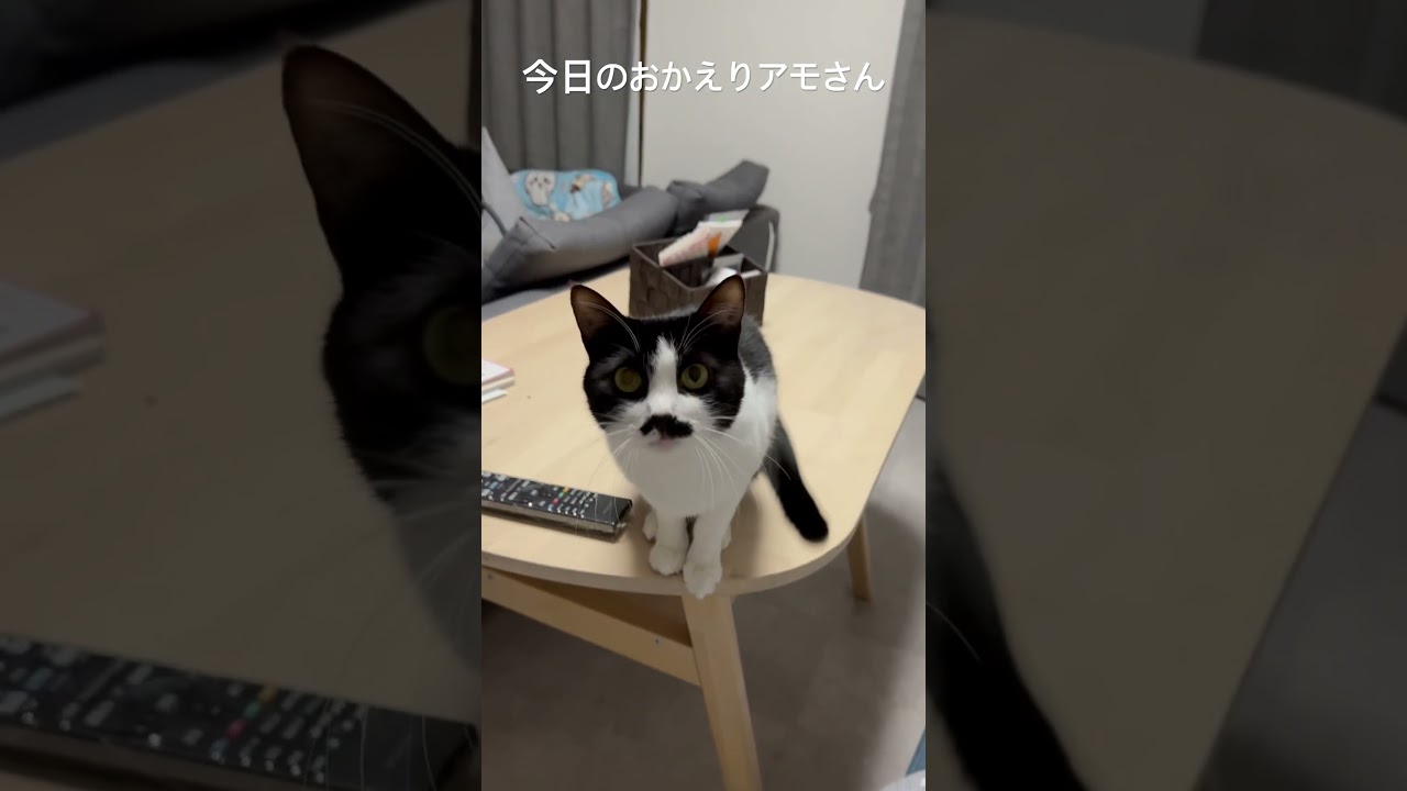 おかえりアモさんただいまポンズ #あもはるポン #猫のいる暮らし #neko #保護猫 #cat #猫のいる生活 #猫好きさんと繋がりたい #cats