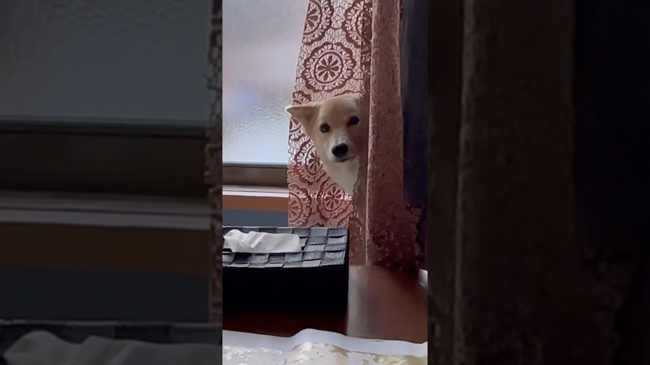 隠れ家で待つ犬#ただいまとおかえり#嬉しいがいっぱい#おみやげ#保護犬と暮らす