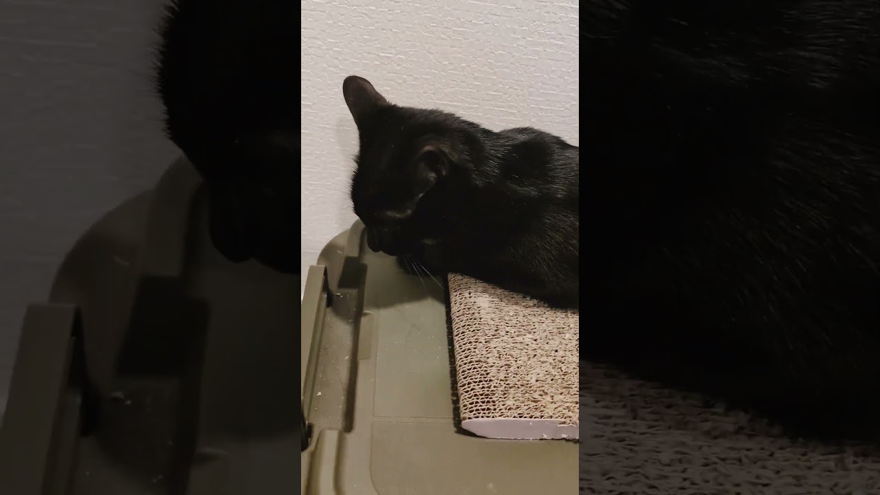 ネコ『おかえりぃ⤴』#お出迎え猫 #ただいま #子ども #爆笑 #ねこのいる暮らし