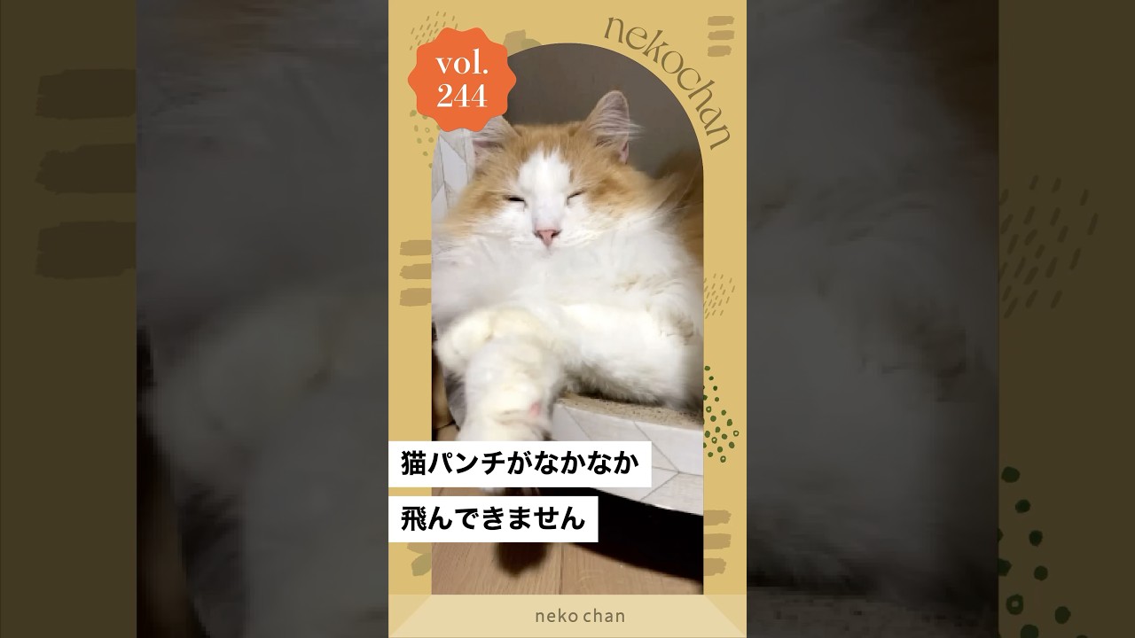 「猫パンチ...？」 #nekochan #猫 #ねこ #ねこのいる暮らし #ねこ部 #ilovemycat #catlover #猫パンチ （VOICEVOX Nemo）