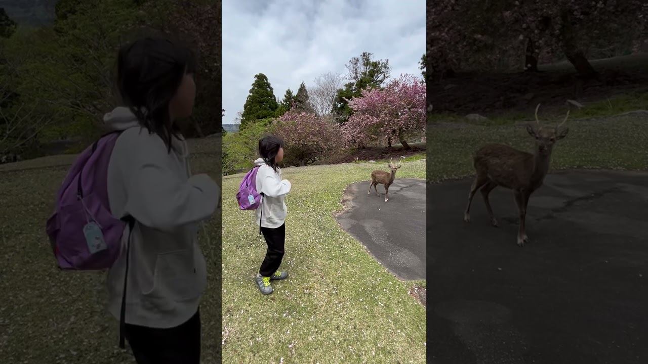 #金華山　#しかのこのこのここしたんたん #宮城　金華山が島名　#鹿