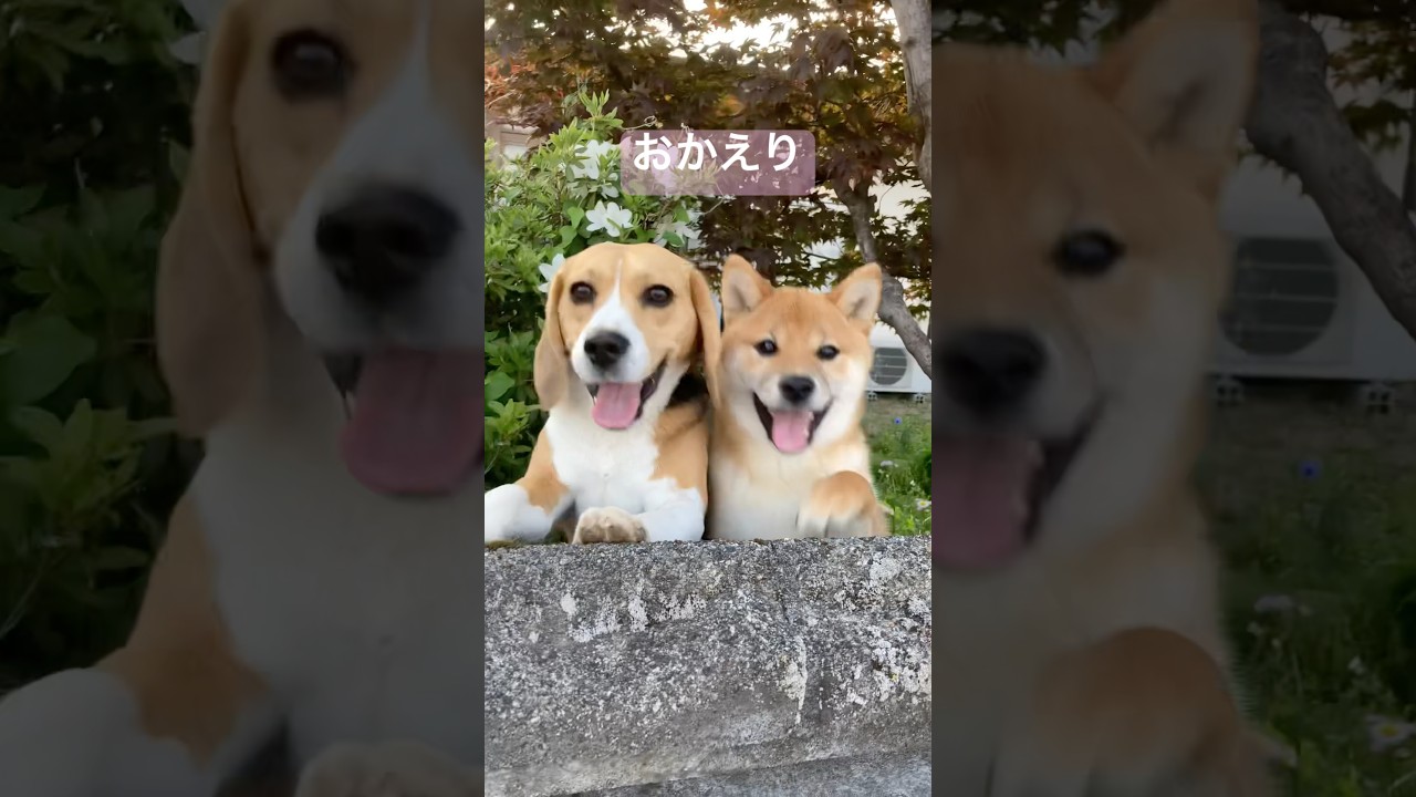 帰宅を喜んでくれる愛犬達 #ビーグル #柴犬