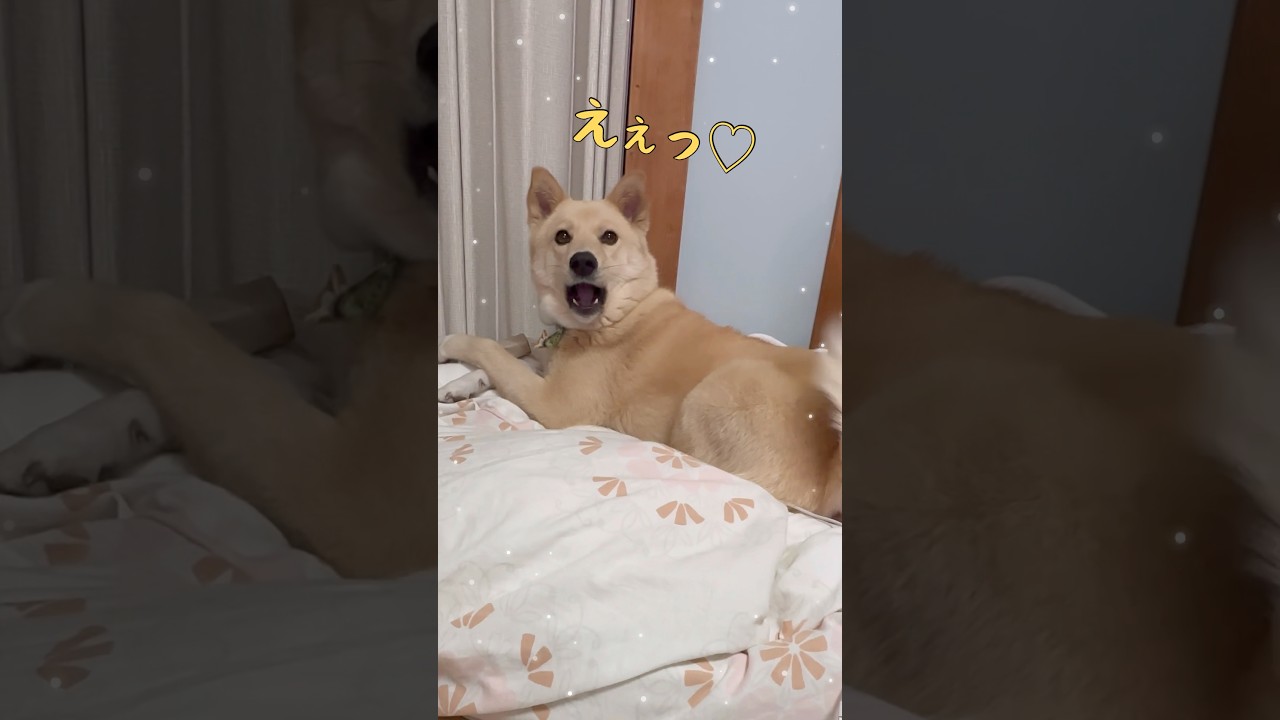 ただいまが大好きなパブロフの犬#ただいまとおかえり#大好きな人#保護犬と暮らす