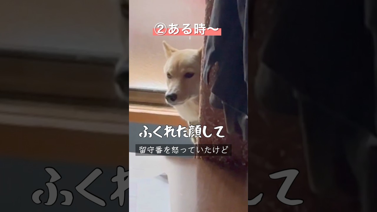 ある時ない時天国と地獄#ただいまとおかえり #お留守番#楽しみなお土産#保護犬と暮らす
