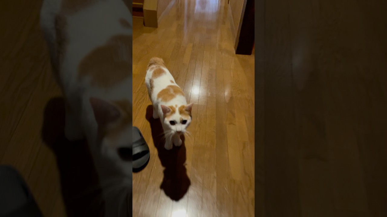 【ただいま！】猫のお出迎え【おかえり！】