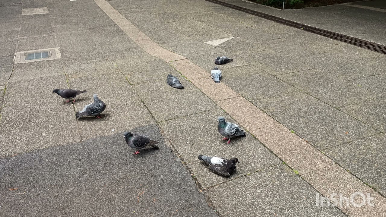 自作演歌　【ドバトの詩】#演歌 #演歌歌謡曲 #ai作曲 #ai作成 #ドバト　#birds #birdwatching