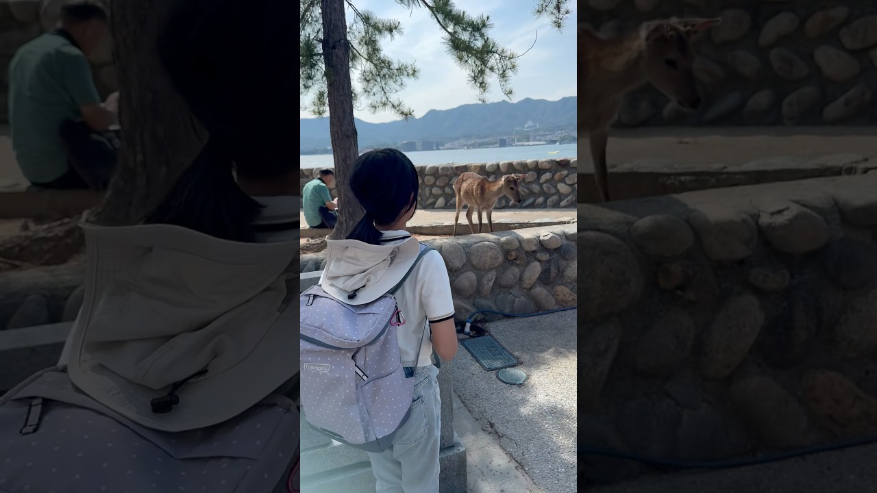 照れ屋な小4が鹿と踊ってくれた🦌⛩宮島観光記念🦪🍋#しかのこのこのここしたんたん#宮島#小学生