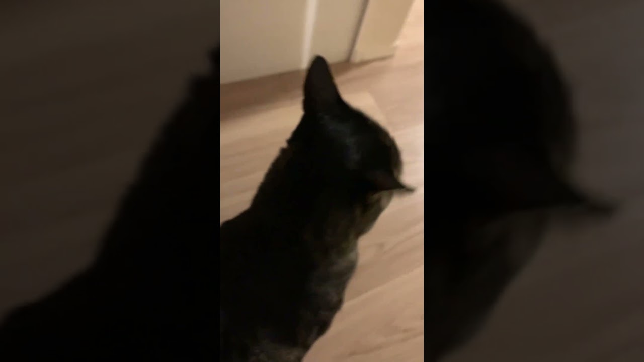 ただいま おかえり #保護猫 #キジトラ #甘えん坊