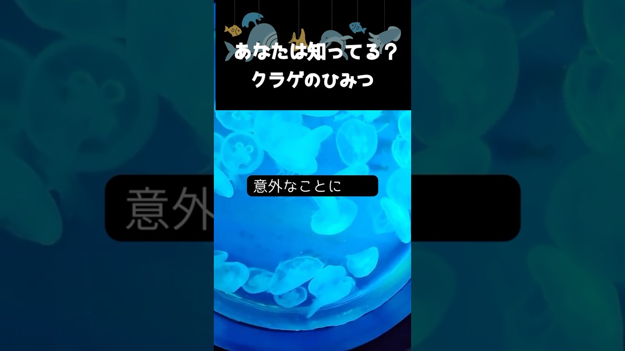 くらげのひみつ🪼#2クラゲって寝るの？シリーズ投稿第2話 #クラゲ #雑学 #動物 #ものしり