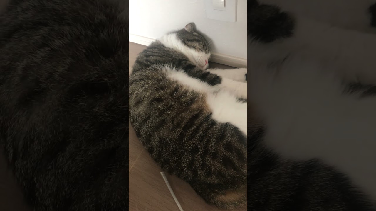 ただいまおかえり#cat #猫のいる暮らし #ねこ