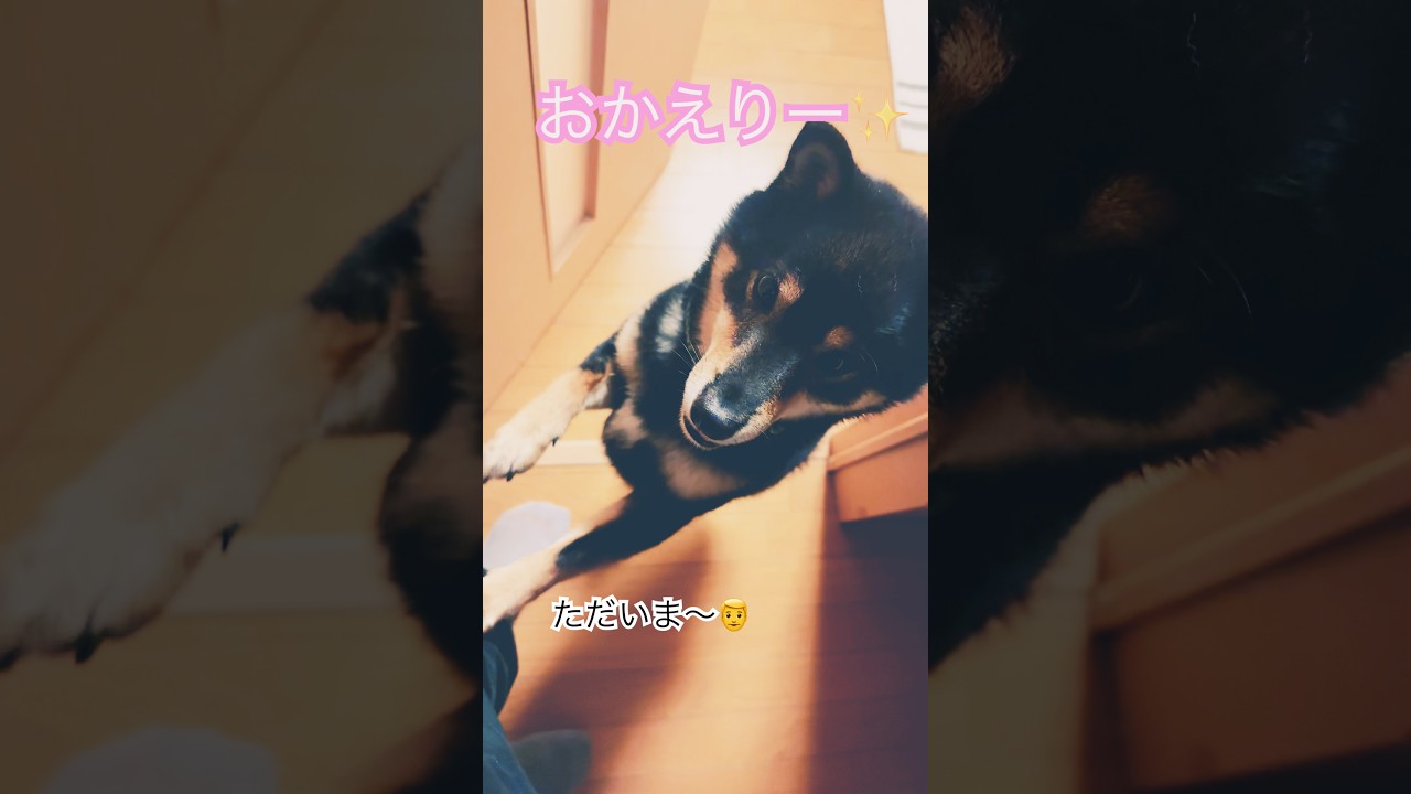 ただいま〜おかえり〜な黒柴　#豆柴 #柴犬 #basketcase #greenday