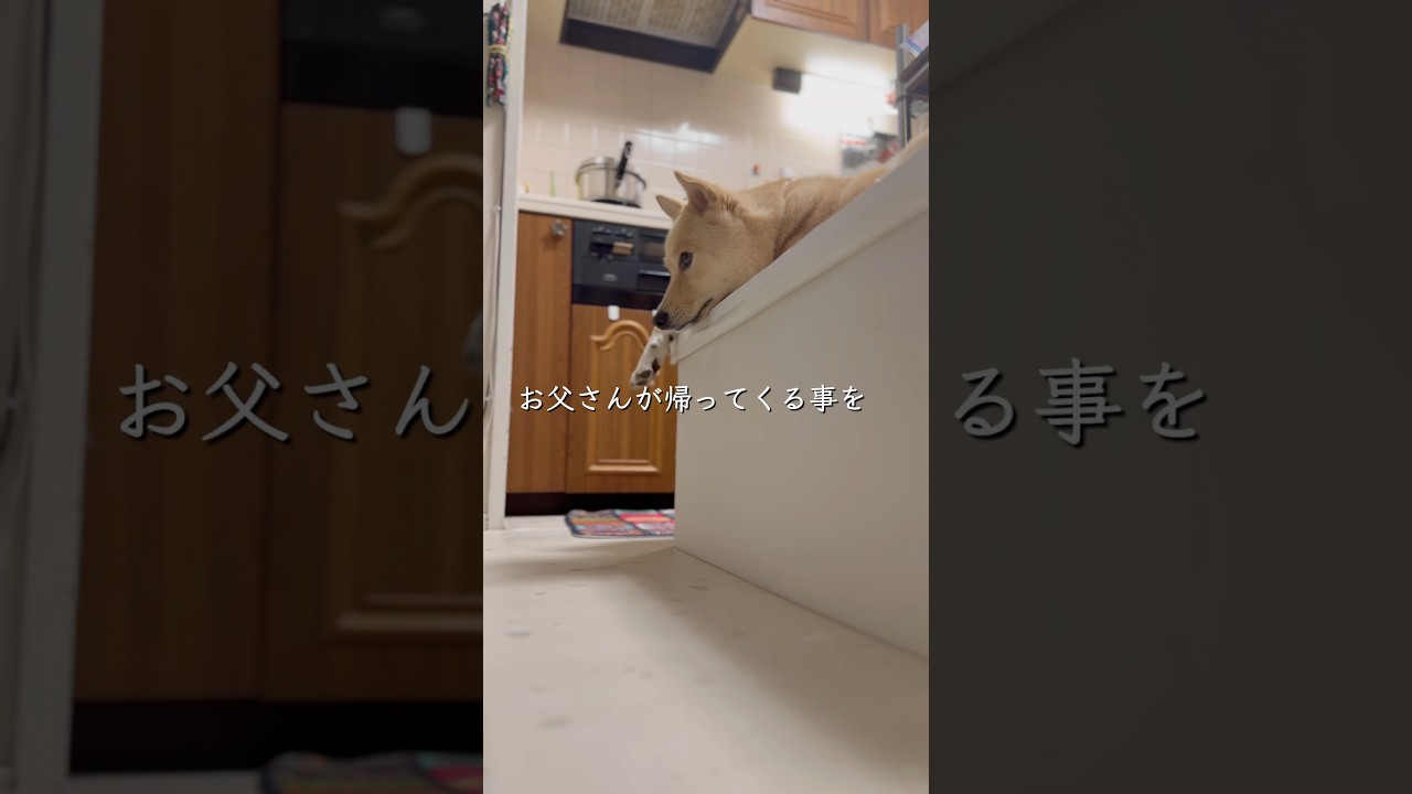 マグロ一貫カーニバル#待っている犬#ただいまとおかえり#保護犬と暮らす
