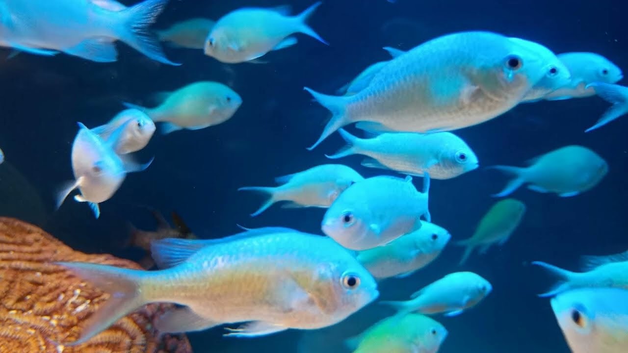 池袋散策の思い出　#travel #japantravel #豊島区 #池袋 #水族館 #水族館めぐり #水族館デート #サンシャイン水族館