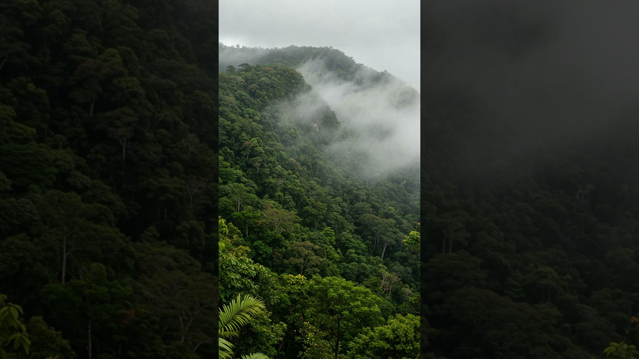 The Mysterious Disappearances of El Yunque: Puerto Rico's Forbidden Forest?