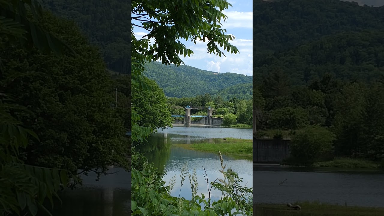 とんぼが飛んでて雅だな  #shorts #4K