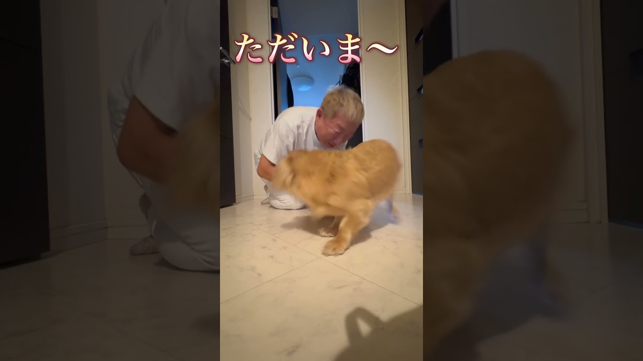 #アンとチャコ #いぬ #いぬのいる生活 #かわいい#お留守番#わんこ #わんちゃん #ただいま#おかえり #素敵#おうち時間 #泣く