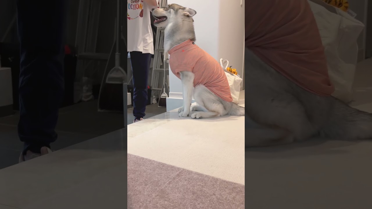 ママの帰りを待つ愛犬の行動に癒された#シベリアンハスキー #赤ちゃん #犬 #husky #huskylife #siberianhusky #dog #可愛い #shorts #おかえり#ただいま