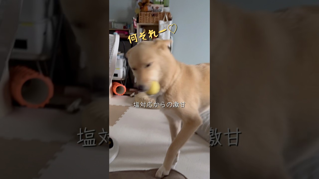 初のハツ#ただいまとおかえり#塩対応からの激甘変化#保護犬と暮らす