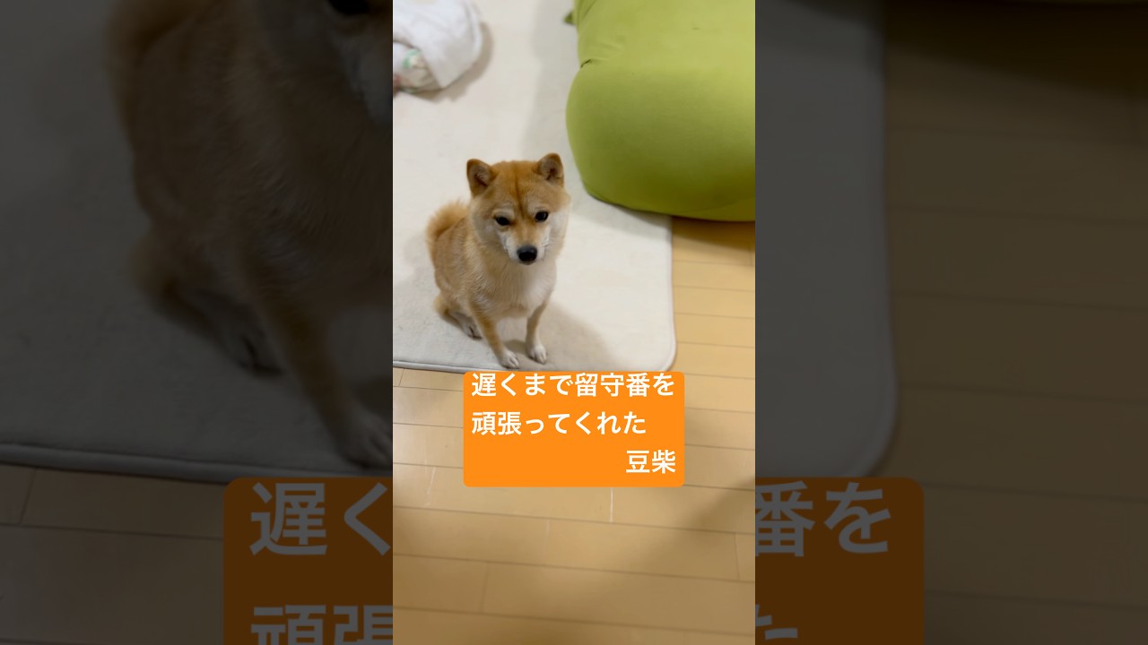 遅くまで留守番を頑張ってくれたクルミ🥰🥰 #しばいぬ#まめしば#豆柴#shibainu#癒し#mameshiba#犬#いぬ#dog#豆柴クルミ#クルミ#shorts#しば