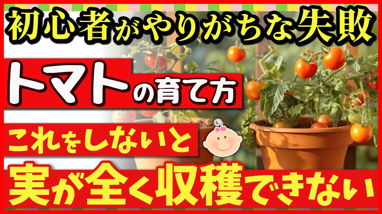 ミニトマトの育て方完全ガイド！初心者でも簡単に成功する7つのポイント♪【プランター家庭菜園】