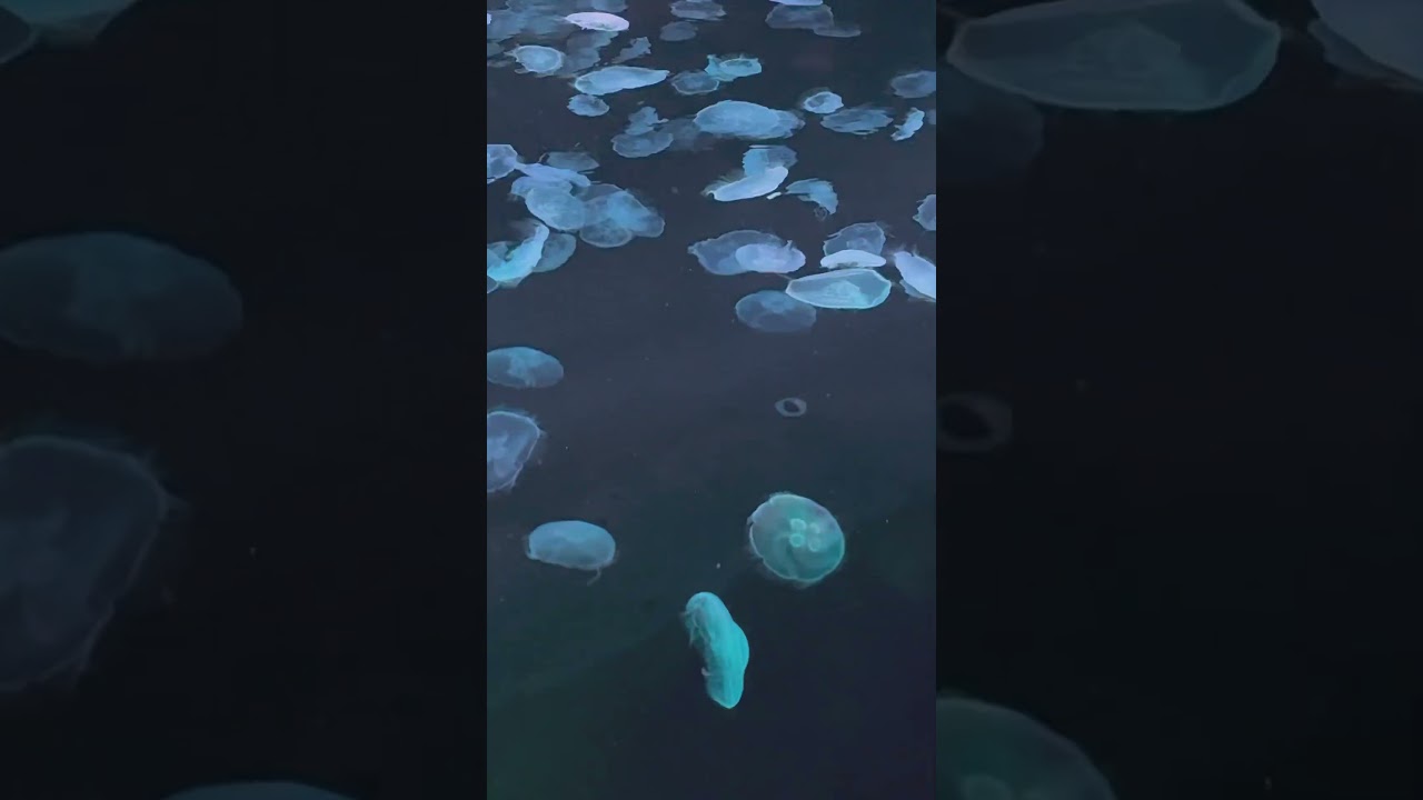 夜のクラゲは泳げない#oasis