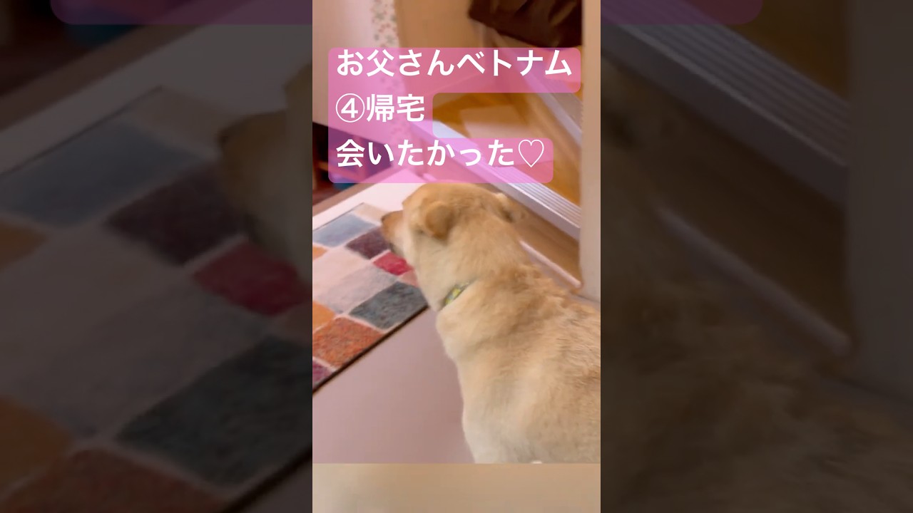 #会いたかった#お父さんベトナム④#帰宅を待つ犬#おかえりとただいま#保護犬と暮らす